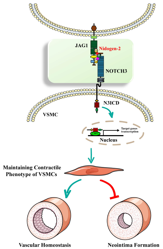 平博·(pinnacle)官方网站