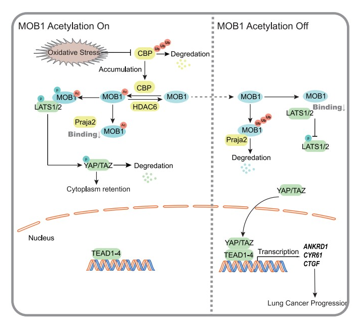 平博·(pinnacle)官方网站