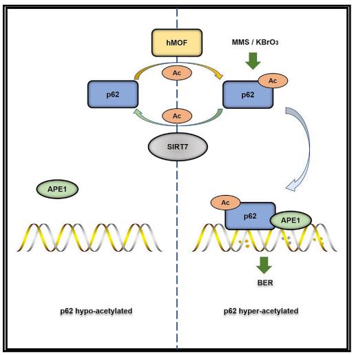 平博·(pinnacle)官方网站