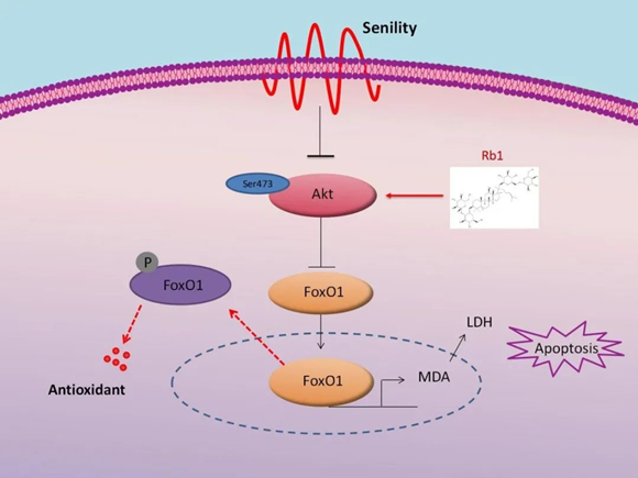 平博·(pinnacle)官方网站