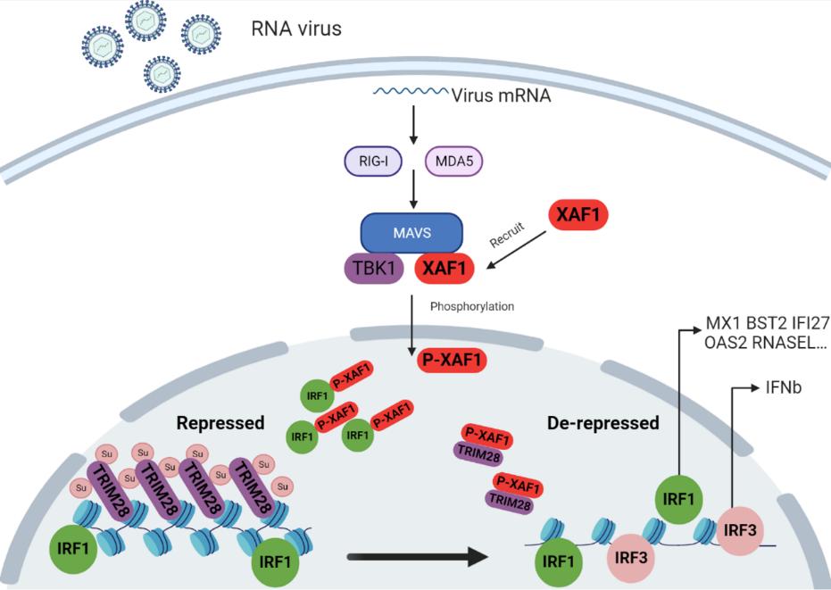 平博·(pinnacle)官方网站