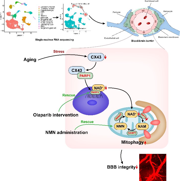 平博·(pinnacle)官方网站
