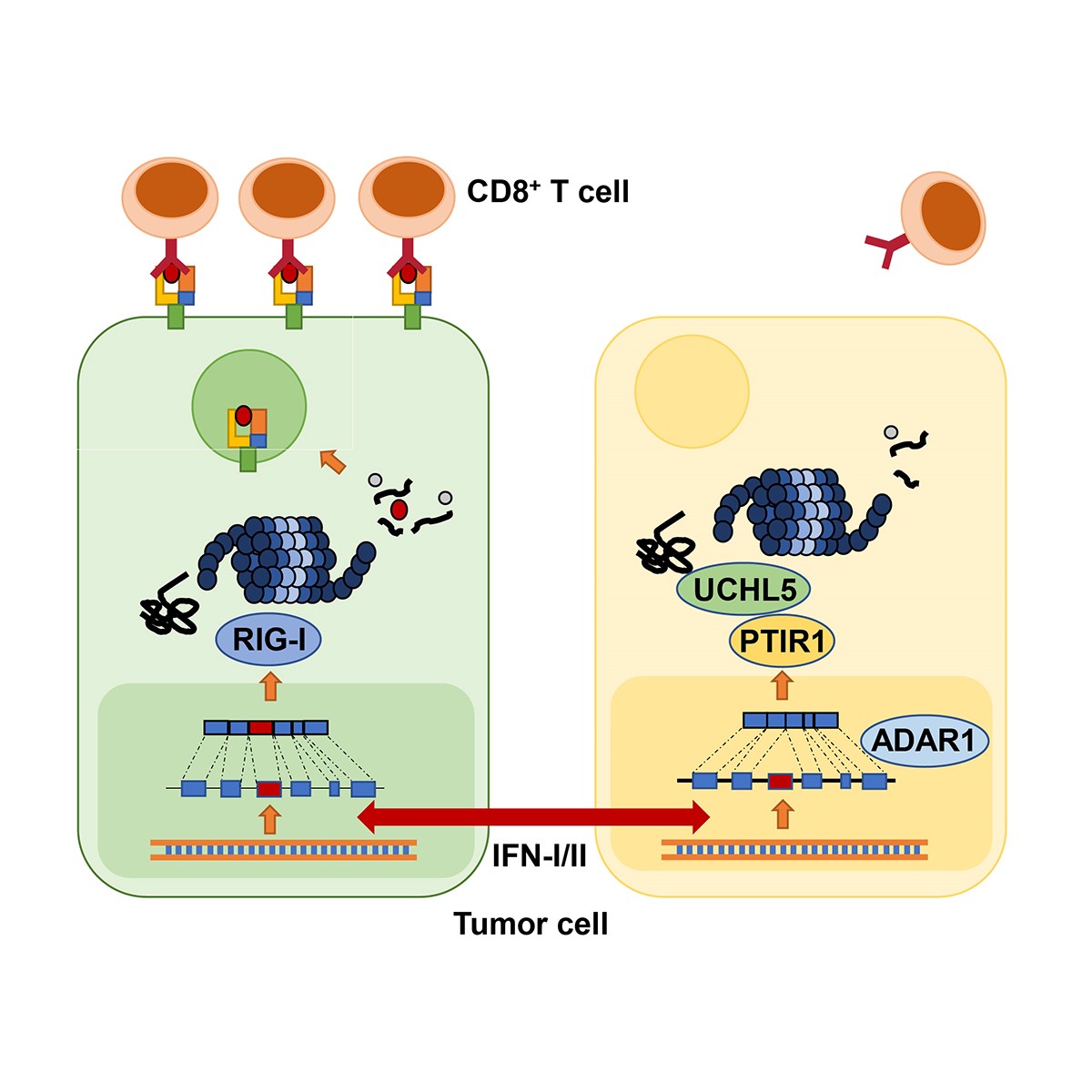 平博·(pinnacle)官方网站
