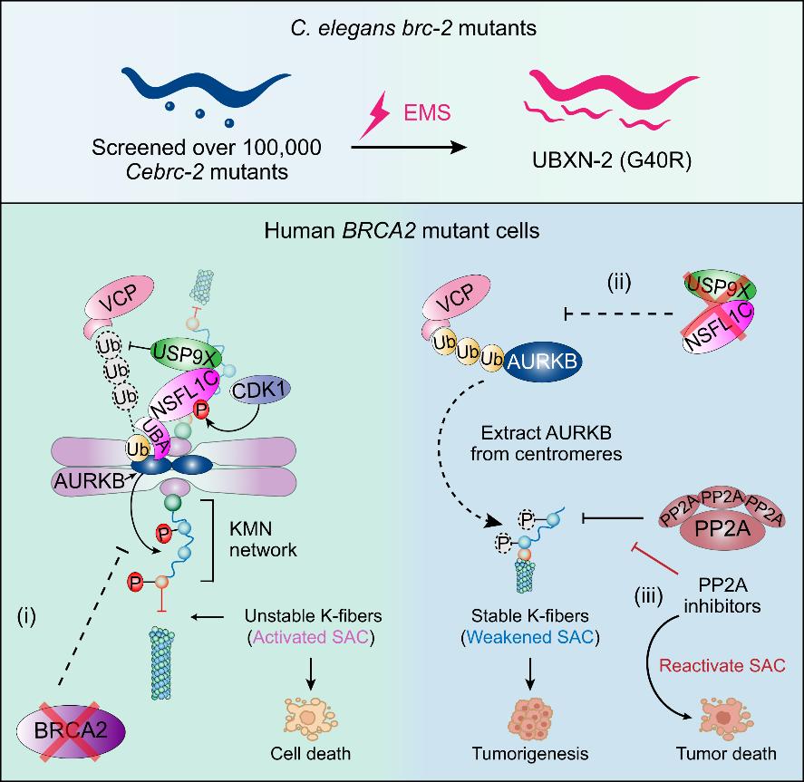 平博·(pinnacle)官方网站
