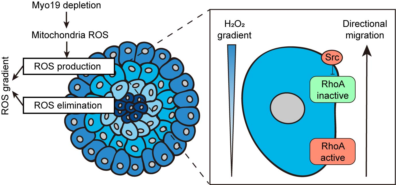 平博·(pinnacle)官方网站