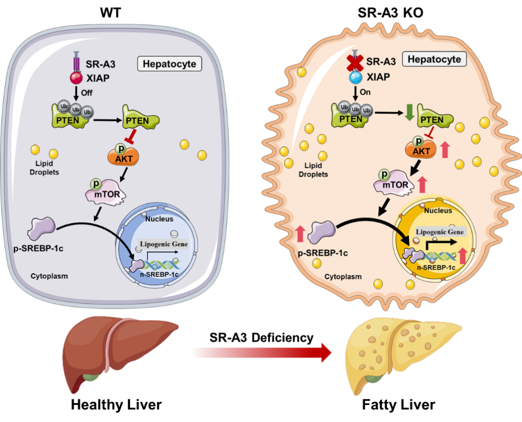 平博·(pinnacle)官方网站