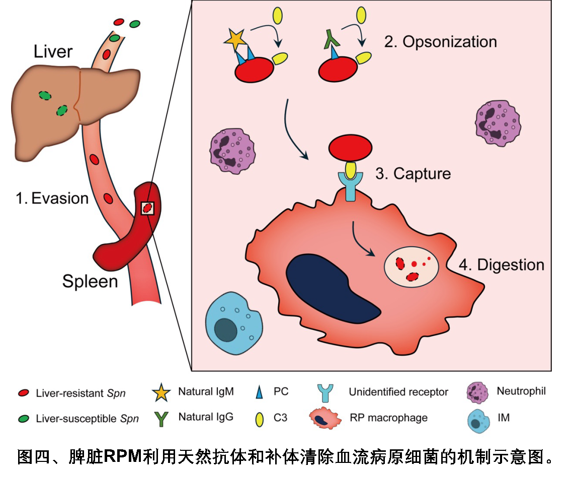 平博·(pinnacle)官方网站