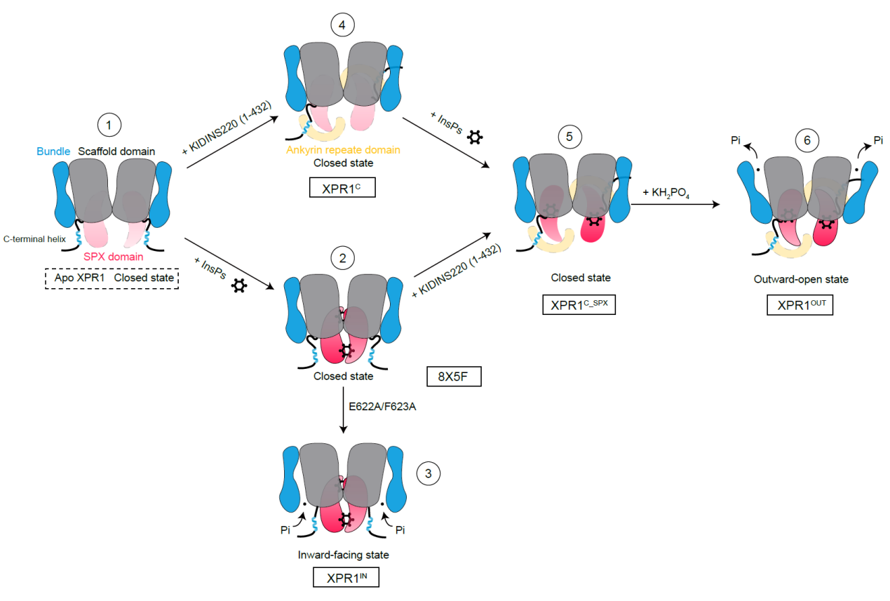 平博·(pinnacle)官方网站