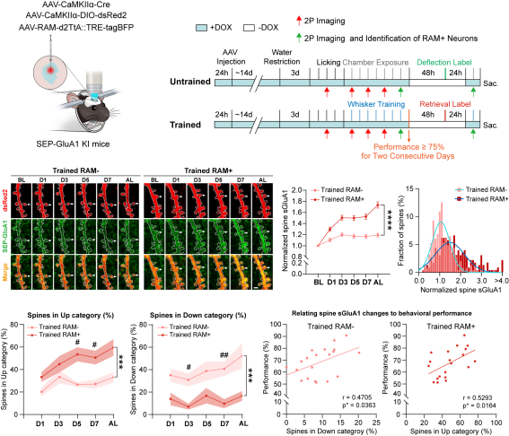 平博·(pinnacle)官方网站